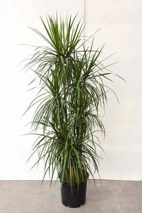 Find Red-edge Dracaena (Dracaena marginata) in Saskatoon, Saskatchewan (SK) at Lakeshore Garden Centres (Dragon Tree) Plant Homes, Red Edged Dracaena, Saskatoon Saskatchewan, Dracaena Marginata, Air Cleaning Plants, Dracaena Plant, Dragon Tree, Winter Outdoors, Floor Plants