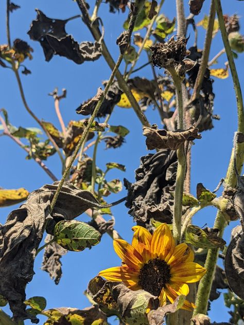 What to Do with Sunflower Stalks - 5 Easy Ideas - Bunny's Garden What To Do With Sunflower Stalks, What To Do With Sunflowers, Sunflower Stalk Uses, Dried Sunflowers, Sunflower Season, Diy Teepee, Sunflower Leaves, Mexican Sunflower, Sunflower Head