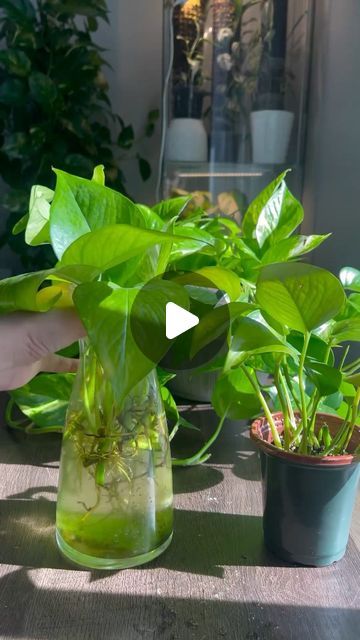 45K views · 2.3K likes | Planty Club on Instagram: "Water propagating my Golden Pothos. An easy way to grow and multiply your collection 💚 📸: @the_green_journey_   #goldenpothos #goldenpothosplant #goldenpothos🌿 #pothos #pothosplant #plantcaretips #plants #plantsofinstagram #plantsofinsta #houseplants #indoorplants #plantperson #plantlover" Wedding Decorations Garden, Pothos Plant Decor, Pothos In Water, Patio Flowers, Golden Pothos, Pothos Plant, Garden Wedding Decorations, Zen Decor, Indoor Flowers