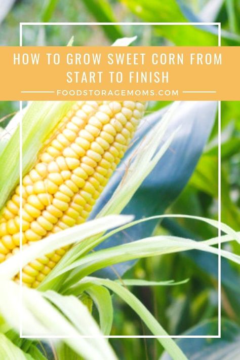 Growing Sweet Corn, Growing Corn, Hot Corn, Corn Seed, Corn Plant, Fall Garden Vegetables, Organic Vegetable Garden, Backyard Vegetable Gardens, Gardening Projects