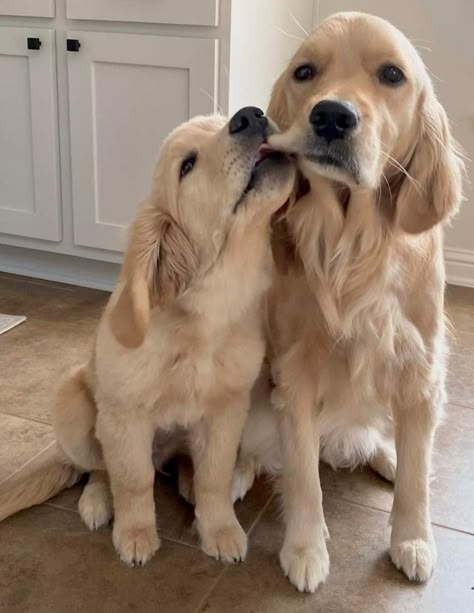 2 Golden Retrievers, Two Golden Retrievers, White Golden Retriever, Dog Line Art, Very Cute Puppies, Fluffy Puppies, Super Cute Puppies, Dog Line, Cute Animals Puppies