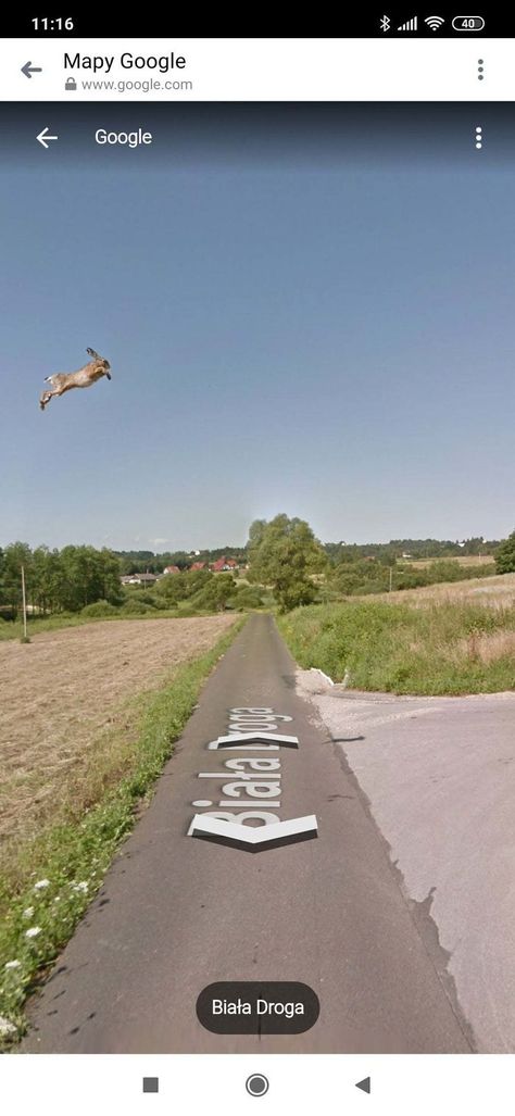 53 Best Accidentally Taken Animal Pics By Google Street View Google Street View, Animal Pics, Perfect Timing, Google Earth, The Real World, Google Maps, Pretty Pictures, Funny Moments, Funny Photos