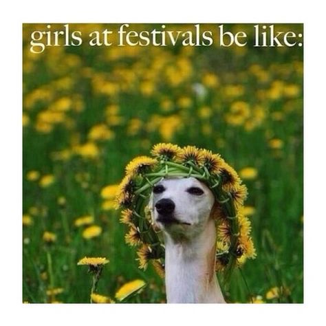 Girls at festivals be like.... #edm #rave #memes #funny #humor #flowercrown #festivalseason #festival White Dog, The Grass, Whippet, Mans Best Friend, 귀여운 동물, Bull Terrier, Bones Funny, Greyhound, I Love Dogs