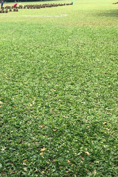 How fast does Bermuda grass spread? Here are how to make Bermuda grass spread fast Bermuda Grass, The Grass, Lawn, Water, Quick Saves