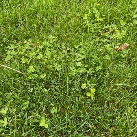 How to Get Rid of Lawn Weeds, Dandelions and Crabgrass of Lawn Weeds, Weeds In Lawn, Dandelion, Lawn, Herbs