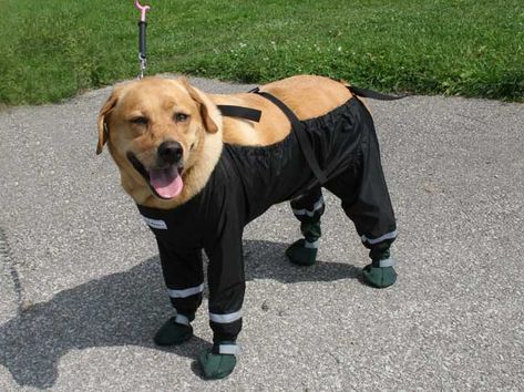 Bottom Half Dog Pants Keeps Your Dog From Getting Dirty Dog Rain Coat, Diy Cat Tower, Spanish Water Dog, Dog Snow, Dog Pants, Dog Boots, Hiking Dogs, Dog Raincoat, Dog Info