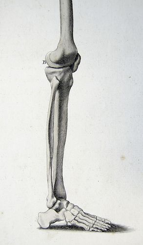 Bones of the thigh, leg and foot | por liverpoolhls Leg Bones Drawing, Leg Bones Anatomy, Human Skeleton Anatomy, Leg Anatomy, Skeleton Anatomy, Leg Bones, Skeleton Drawings, Human Anatomy Drawing, Human Skeleton