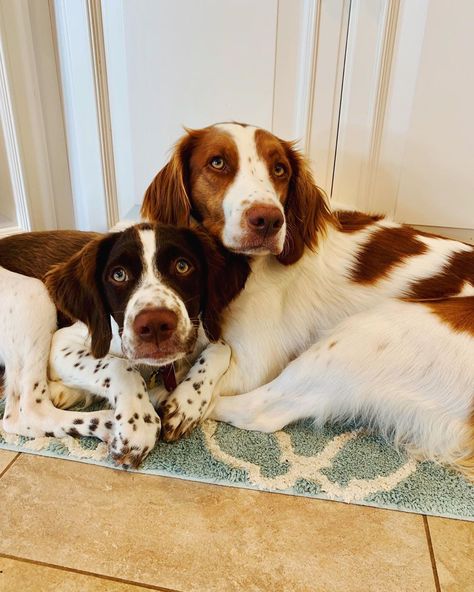 14 Amazing Facts About Brittany Spaniels You Probably Didn't Know | PetPress Brittany Spaniel Puppy, Brittany Dog Breed, French Brittany Spaniel, Brittney Spaniel, Brittany Spaniel Puppies, Brittany Puppies, Goldendoodle Miniature, Service Dogs Breeds, Brittany Spaniel Dogs