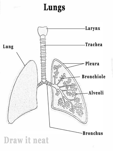 DRAW IT NEAT: How to draw Lungs diagram Draw Lungs, Lungs Diagram, Lungs Drawing, Biology Drawing, Biology Diagrams, Science Diagrams, Lung Anatomy, Science Drawing, Study Biology