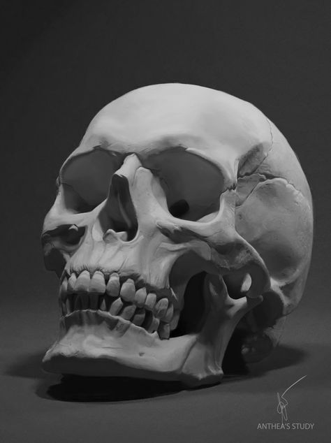 ArtStation - Skull - Anatomy Study, Anthea Lee Anatomy Study, Human Skull, Anatomy, Fan, Black And White, Human, Flowers, White, Black