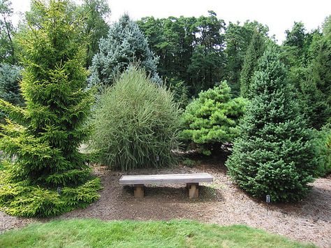 Picea orientalis 'Skylands' Pseudotsuga menzieii 'Environmentalis' by Conifers2, via Flickr Picea Orientalis, Landscaping Inspiration, Great Love, Landscape Design, Einstein, Landscaping, Around The Worlds, Plants, Photography