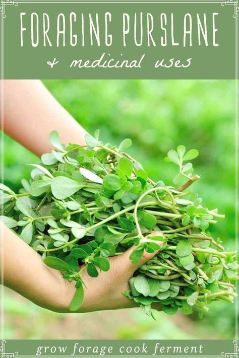 Purslane Benefits, Foraging Aesthetic, Backyard Herbs, Foraging For Beginners, Purslane Recipe, Purslane Plant, Spring Foraging, Herb Medicine, Medicinal Wild Plants