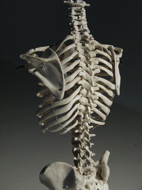 Human rib cage, 3/4 back view Ribs Human Skeleton, Rib Cage Back View, Ribcage Back View, Human Rib Cage Anatomy, Rip Cage Anatomy, Rib Cage Side View, Ribcage Clay Sculpture, Skeleton 3/4 View, Animal Ribcage