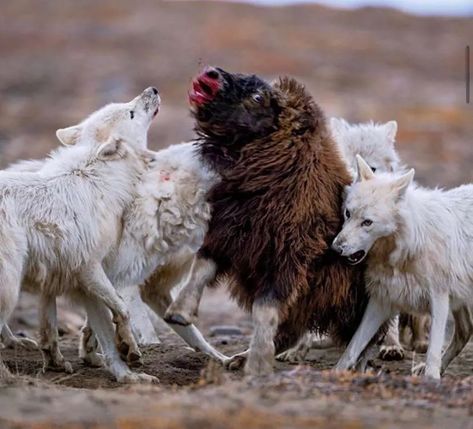 The Arctic Wolves - Owlcation Arctic Wolves, Ellesmere Island, Arctic Hare, Arctic Wolf, All For One, Wild Wolf, One For All, Most Beautiful Animals, Grey Wolf