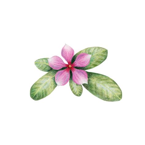 Colored pencil drawing of a Madagascar Rosy Periwinkle Madagascar Periwinkle Tattoo, Kerala Flowers, Periwinkle Drawing, Jacaranda Flower Drawing, Vinca Flowers Drawing, Rosy Periwinkle, Periwinkle Illustration, Madagascar Periwinkle, Periwinkle Flower