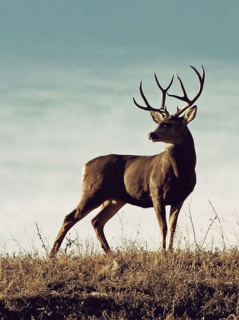 Mule Deer Buck, Buck Antlers, Deer Photography, Deer Species, Deer Pictures, Animal Study, Deer Art, Mule Deer, A Deer