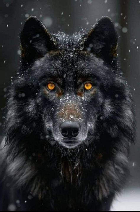 Black Wolf Aesthetic, Speakeasy Vibes, Pictures Of Wolves, Wolf Face Paint, Colorado Wildlife, Autumn Bridge, Black Wolves, Wolf Clothing, Wolf Black