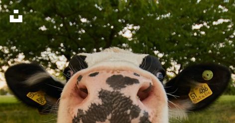 white and black cow photo – Free Animal Image on Unsplash Cows Wallpapers Desktop, Laptop Wallpaper Animals, Cow Computer Wallpaper, Farm Desktop Wallpaper, Desktop Wallpaper Animals, Cow Wallpaper Laptop, Cow Desktop Wallpaper, Animal Wallpaper Laptop, Cute Wallpaper Laptop Desktop Wallpapers