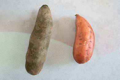 Yams Vs Sweet Potatoes, Sweet Potato Seasoning, Canned Yams, Sweet Potato Plant, Yam Or Sweet Potato, Orange Sweet Potatoes, How To Store Potatoes, Cooking Sweet Potatoes, Eat Veggies