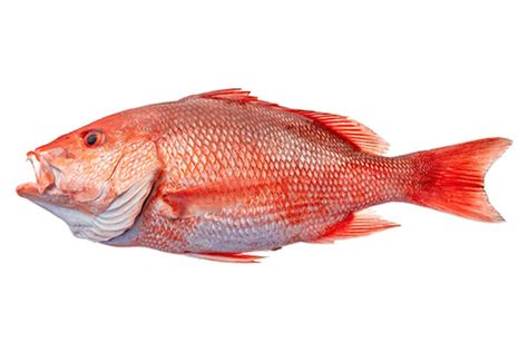 Species Profiles | NC DEQ Snapper Fish, Fish List, Red Snapper, Fish Illustration, Aquatic Life, Invasive Species, Life Ideas, Sea Creatures, Fishing