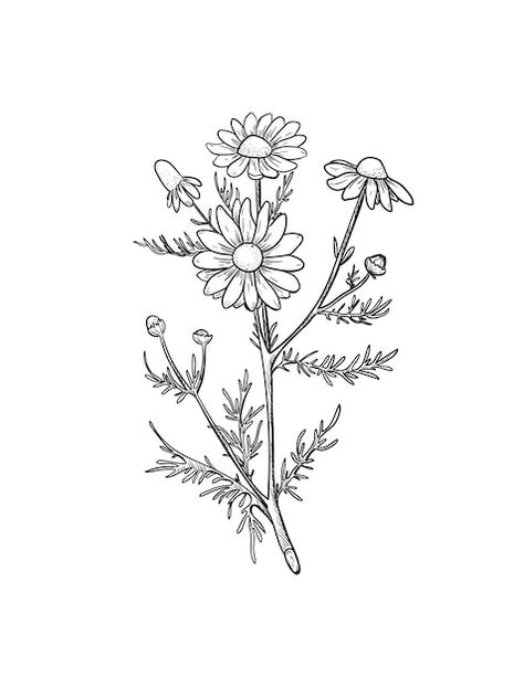 Camille Flower Tattoo, Chamomile Flowers Drawing, Camomile Tattoo, Chamomile Flower Tattoo, Camomile Embroidery, Chamomile Drawing, Chamomile Tattoo, Wild Flowers Drawing, Tiny Flower Tattoos