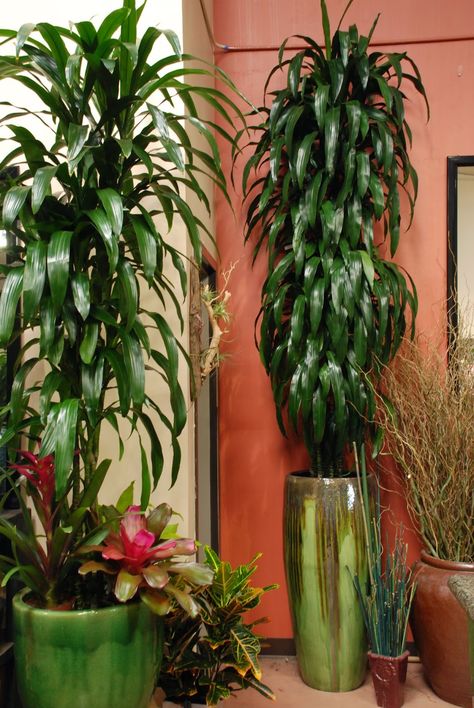 Plant Types, Dracaena Plant, Garden Site, Corn Plant, Inside Plants, Plant Decor Indoor, House Plant Care, House Plants Indoor, Garden Soil