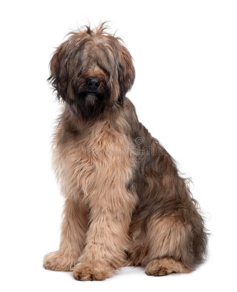 briard Fob Aesthetic, Sitting Side View, Phteven Dog, Joey And Pacey, Dogs Sitting, Briard Dog, Fluffy Dog Breeds, Dogs Fluffy, Big Fluffy Dogs