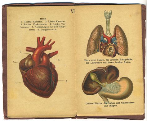 Anatomy of the heart, lungs and liver from an old German anatomy book. Anatomy Of The Heart, Anatomy Book, Heart Lungs, Body References, Medical Instruments, Russian Dolls, Heart Illustration, Medical Art, Anatomical Heart