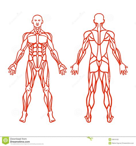 Anatomy Of Male Muscular System, Exercise And Muscle Guide. Stock Vector - Illustration of group, biceps: 53816102 Human Anatomy Picture, Muscular System Anatomy, The Muscular System, Girl Anatomy, Man Anatomy, Human Body Anatomy, Muscular System, Human Anatomy Drawing, Muscle Anatomy