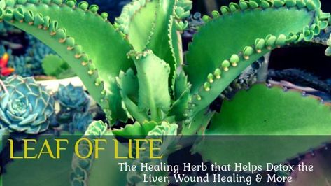 The leaf of life has gained its nickname as the life plant because of how it is uniquely propagated. This beautiful plant has gained its nickname is due to its outstanding medicinal properties Leaf Of Life Plant, Leaf Of Life Plant Benefits, Herbs Benefits, Herb Medicine, Medicinal Herbs Garden, Herbs Garden, Plant Benefits, Herbal Teas, The Liver