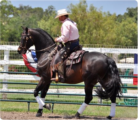 Horse Disciplines, Cowboy Dressage, Western Dressage, Morgan Horses, Western Pleasure Horses, Barrel Racing Saddles, Horse Poses, Horses Western, Horse Cowboy