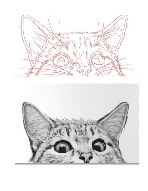 Wildlife Drawings, Cat Drawing Tutorial, Cats Art Drawing, Pen Art Drawings, Cat Sketch, Cat Hacks, Desenho Tattoo, Cat Eyes, Animal Sketches