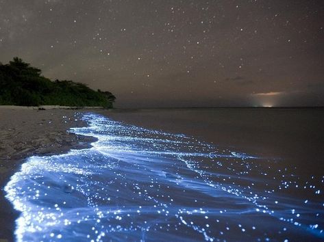 Glowing algae are placed in the group pyrrophyta and are known as dinoflagellates. It's look like a glowing sea. جزر المالديف, Bioluminescent Bay, Road Trip Places, Sea Of Stars, Porto Rico, Mysterious Places, Beaches In The World, Krabi, The Night Sky