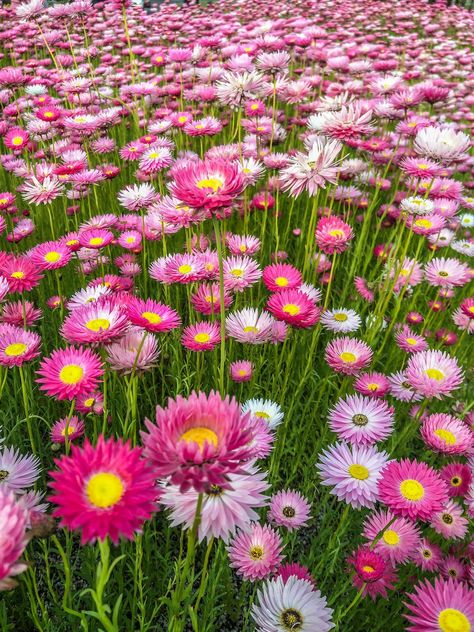 Australian Spring Flowers, Wild Flowers Australia, Straw Flower Painting, Australian Wild Flowers, Zinnia Varieties, Allotment Flowers, Paper Daisy Flower, Spring Australia, Native Australian Flowers