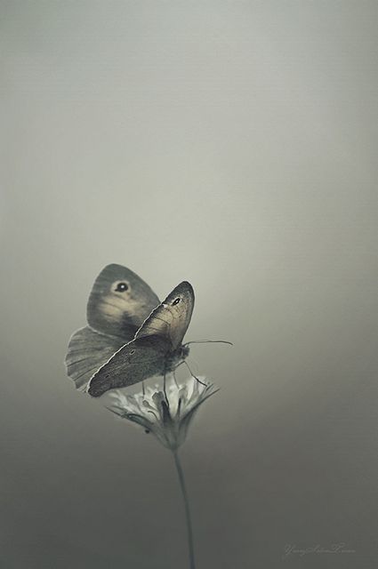 Butterfly | Flickr Papillon Butterfly, 50 Shades Of Grey, Fifty Shades Of Grey, Pics Art, A Butterfly, Beautiful Butterflies, Shades Of Grey, A Flower, In The Middle