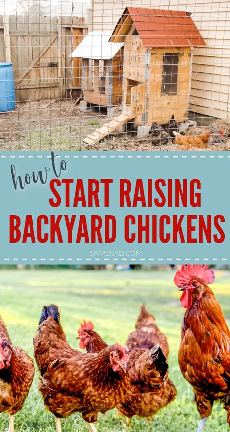 Backyard Coop, Raising Chicken, Chicken Home, Raising Chicks, Backyard Chicken Coop Plans, Chicken Waterer, Diy Chicken Coop Plans, Backyard Chicken Farming, Raising Backyard Chickens