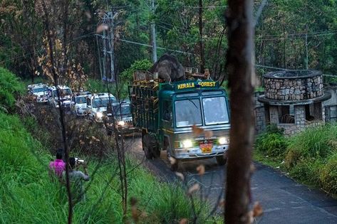 A rice-loving tusker sets off a national debate on human-elephant conflicts in India | The Straits Times Elephant Falls Shillong, Elephant Beach Andaman, Elephants In India, Elephant Ride, Wild Elephant, Elephant Nature Park, South Asia, News Stories, Elephant