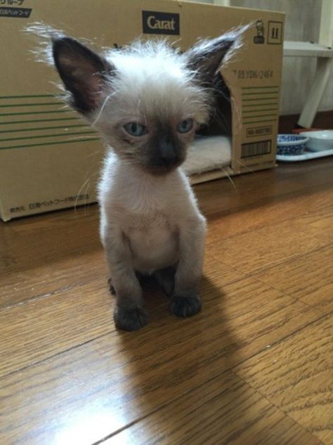 Scrawny Sick Kitten and His Brother Transform into Fluffy Cats in These Beautiful Photos... Sick Kitten, Fluffy Cats, Cat Happy, Animal Activism, Warm Clothes, Kitten Care, Cat Training, Fluffy Cat, Animal Stories