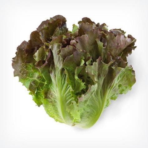 Red Leaf Lettuce, Leaf Lettuce, Photo Elements, Salad Greens, Fruit Photography, Red Leaves, Green Salad, Salad Ingredients, Fresh Vegetables