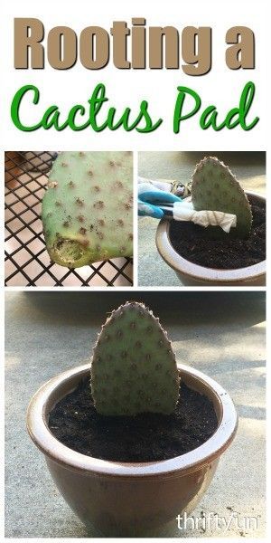 “Many types of cactus propagate in nature by their ability to have a pad or segment grow into a new plant. You can do this too, at home, and increase your cactus garden plantings. This is a guide about rooting a cactus pad.” Propagating Cactus, Cactus Background, How To Grow Cactus, Cactus Wallpaper, Cactus House Plants, Types Of Cactus Plants, Types Of Cactus, Garden Cactus, Cactus Planta