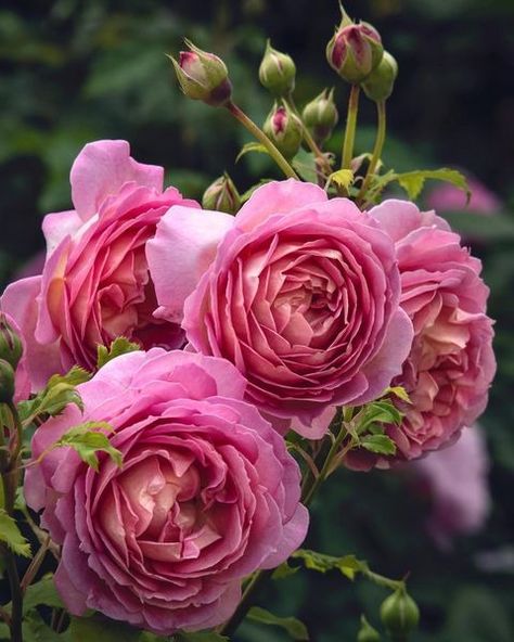 Rosette Flower, Rose Garden Design, Best Roses, Rose Flower Pictures, Autumn Rose, David Austin Roses, Early Autumn, Beautiful Flowers Wallpapers, Beautiful Rose Flowers