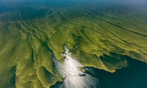 Algae Bloom, Meat Processing, Arctic Sea, Public Domain Photos, Aerial Photograph, Water Bodies, Climate Crisis, Lake Erie, Photosynthesis