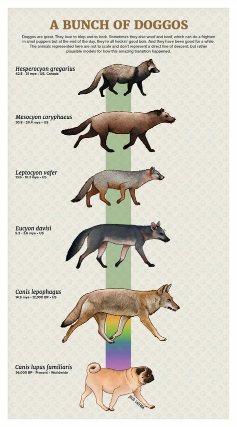 Dog Evolution Ancient Animals Extinct, Evolution Of Animals, Extinct Mammals, Prehistoric Animals Dinosaurs, Prehistoric Wildlife, Prehistoric World, Ancient Animals, Paleo Art, Animal Groups