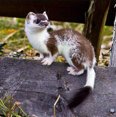 Stoat (mustela erminea), also known as short-tailed weasel or ermine (when in winter coat). Here in transition from winter to summer fur. Stoat Art, Cute Ferrets, Interesting Animals, Unusual Animals, Rare Animals, Pretty Animals, Silly Animals, Unique Animals, Cute Creatures