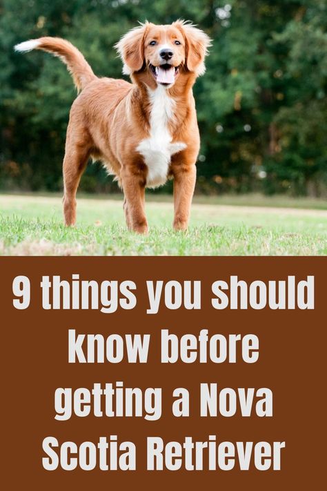 Nova Scotia Duck Trolling, Duck Tolling Retriever Nova Scotia, Nova Scotia Duck Troller, Nova Scotia Retriever, Nova Scotia Duck Tolling Retriever Puppy, Novia Scotia Duck Tolling Retriever, Ducktoller Retriever, Duck Toller Retriever, Nova Scotia Dog