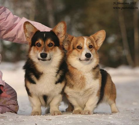 Beautiful Corgis Corgis Puppies, Corgi Pictures, Corgi Mix, Corgi Pembroke, Corgi Funny, Corgi Butts, Purebred Dogs, Corgi Puppy, Cute Corgi