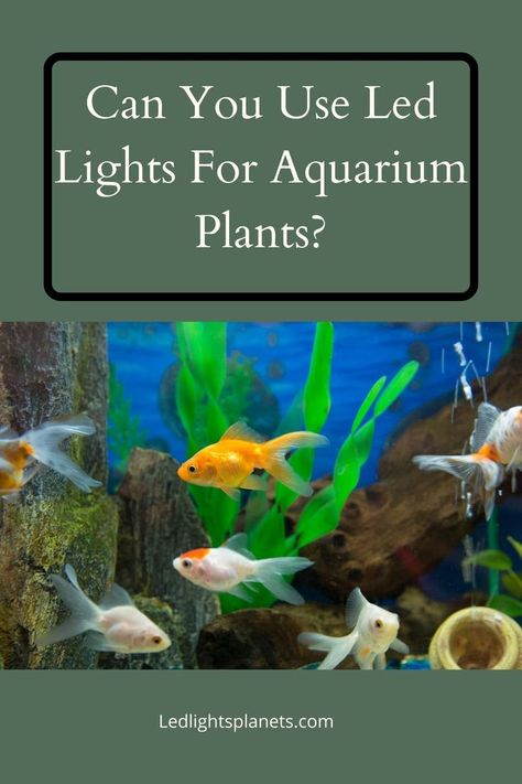 Aquarium plants need light to grow, and different plants thrive under different types of light. So how do you choose the right LED light for your aquarium plants? This guide will help you find the best color LED light for your plants.#lights#LED#fyi#guides#cars#house#tips#awesome Cool Fish Tanks, Fish Tank Lights, Shrimp Tank, House Tips, Aquarium Plants, Aquarium Lighting, Best Color, Lights Led, Different Plants