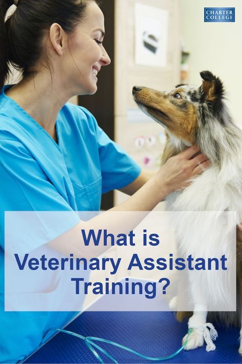 Veterinary Assistant Training, Veterinary Assistant, Different Types Of Animals, Animal Anatomy, Vet Medicine, Vet School, Types Of Animals, Anatomy And Physiology, Veterinarian