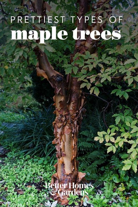 Known for their vibrant fall foliage, maples are some of the most popular landscape trees. No matter what size yard you have or the climate you live in, there's a colorful maple tree variety to fit your growing conditions. #gardenideas #gardening #gardenplants #bhg Black Maple Tree, Under Maple Tree Landscaping, Norway Maple Tree, Maple Trees Landscape, Maple Tree Varieties, Japanese Maple Tree Landscape, Best Shade Trees, Coral Bark Maple, Maple Tree Landscape