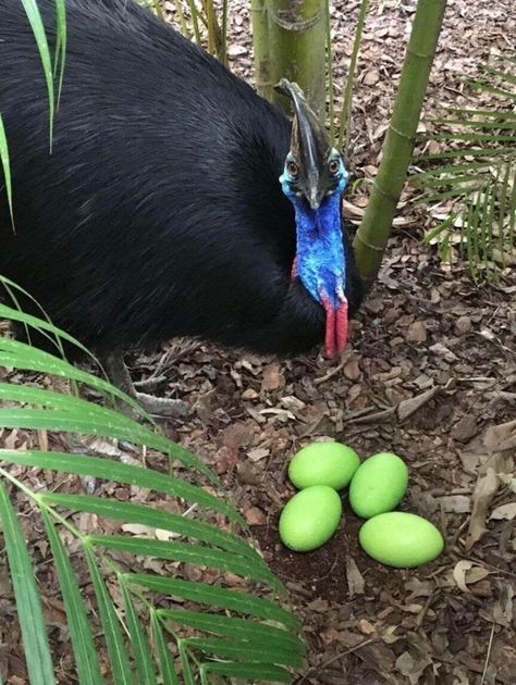 "Cassowary's eggs are green" Cassowary Bird, Badass Pictures, Clouded Leopard, White Reindeer, Flightless Bird, Bird Eggs, Green Eggs, Birds Of Prey, Nature Images